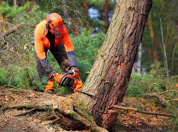 Soil Testing and Treatment in Cherryvale, SC