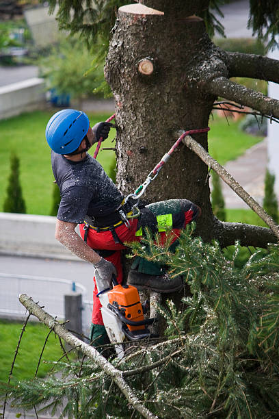 How Our Tree Care Process Works  in  Cherryvale, SC